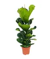 Bloomique - Ficus Lyrata - Geigenfeige - Zimmerpflanzen Groß - Pflegeleicht - Lu