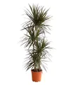 Dehner Zimmerpflanze Drachenbaum Magenta, Dracaena marginata, mehrstämmig, luftreinigend, rot-randige Blätter