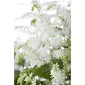 Astilbe X Arendsii Brautschleier Prachtspiere Ca. 9x9 cm Topf