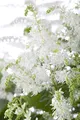 Astilbe x arendsii 'Brautschleier' 9x9 cm Topf – Winterhart, Mehrjährig, Pflegeleicht – Prachtspiere – Staude für Schattenbeet & Garten