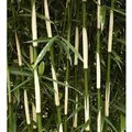 Hoher Heckenbambus Campbell 60-80cm - Fargesia robusta