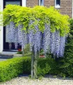 BALDUR Garten Zierstrauch Blauregen auf Stamm, 1 St., Glyzinie, Wisterie, winterhart, mehrjährig