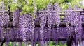 Blauregen Kletterpflanze, Winterhart, 2L XXL-Topf, Bienenfreundlich, Violette Bl