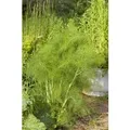 Foeniculum Vulgare Fenchel Ca. 9x9 cm Topf