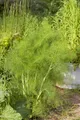Foeniculum vulgare, Fenchel, aromatisch, ca. 9x9 cm Topf
