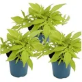 Exotenherz Süßkartoffel Beet- und Balkonpflanze Ipomoea Batatas 12cm Set mit 3 Pflanzen Hellgrün