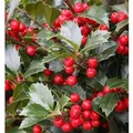 Stechpalme Ilex Heckenfee 80-100cm - Ilex meserveae