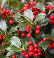 Stechpalme Ilex Heckenfee® 80-100cm - Ilex meserveae