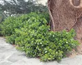 Pflanzen für Dich Gehölze Euonymus fort. Vegetus, 1 St., Kriechspindel, Spindelstrauch