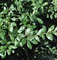 Japanischer Stechpalme Caroline Upright 30-40cm - ilex crenata