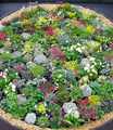 BALDUR Garten 8er Steingarten-Stauden-Mix, Pflanzen im 9x9 cm-Topf, winterhart, Grasnelke, Glockenblumen und attraktive Sedum-Arten, winterharte Stauden, trockenresistent