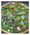 BALDUR Garten Steingarten-Stauden-Mix,10 Pflanzen winterhart Grasnelke, Glockenblumen, leuchtendes Carex und attraktive Sedum-Arten, winterharte Stauden, winterharte Stauden, trockenresistent