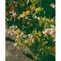 Epimedium Grandiflorum Weiß Elfenblume Ca. 9x9 cm Topf