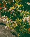Epimedium grandiflorum, weiß, ca. 9x9 cm Topf
