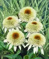 Pflanzen für Dich Staude Echinacea purp. Milkshake, 1 St., Sonnenhut, Roter Sonnenhut