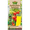 Florissa Natürlich Bio Gelbtafeln beleimt | Schützt vor Weißen Fliegen, Trauermücken, geflügelten Blattläusen und Anderen fliegenden Schadinsekten