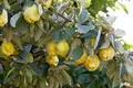 Cydonia 'Birnenquitte' 40 cm Stammhöhe - Birnenquitte, gelbe Früchte, Erntezeit Oktober, ideal für Obstgärten, pflegeleicht und winterhart