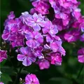 Hohe Flammenblume Pastorale - Phlox paniculata