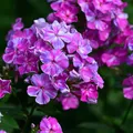 Hohe Flammenblume Pastorale - Phlox paniculata