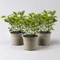 Japanischer Spindelstrauch, Euonymus japonicus 'Marieke', Topf-Ø 13 cm, 3er-Set