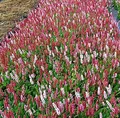 Schneckenknöterich Dimity - Persicaria affinis - lebende Gartenpflanze aus den Baumschulen