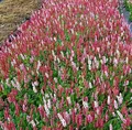 Schneckenknöterich Dimity - Persicaria affinis