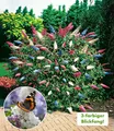 BALDUR Garten Sommer-Flieder 'Papillion Tricolor',3 Pflanzen