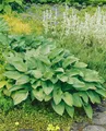 Pflanzen für Dich Staude Hosta undulata Erromena, 1 St., Funkie, Herzblattlilie