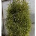Farnblättriger Faulbaum Pulverholz Ron Williams 60-80cm - Rhamnus frangula