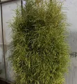 Farnblättriger Faulbaum Pulverholz Ron Williams 60-80cm - Rhamnus frangula