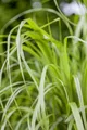 Pflanzen für Dich Gräser Calamagrostis brachytricha, 1 St., Diamantgras, Koreanisches Federborstengras, federgras, herbstblühend