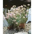 Cardamine Trifolia Dreiblättriges Schaumkraut Ca. 9x9 cm Topf