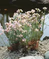 Pflanzen für Dich Staude Cardamine trifolia, 1 St., Dreiblättriges Schaumkraut