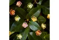 Lights4fun LED-Lichterkette 20er Micro Lichterkette außen bunte Rosen
