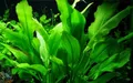 AquaOne Aquarium Pflanze Echinodorus bleheri I Wasserpflanze Aquariumpflanze Rosette voll durchwurzelt einfach pflegeleicht Aquascaping Dekoration