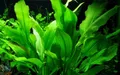 Aquaone Wasserpflanze Aquarium Pflanze Echinodorus bleheri im Topf Topf Nr.371