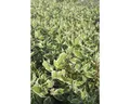 Purpur-Hartriegel FloraSelf Cornus alba "Sibirica Variegata" H 80 cm Co 10 L
