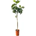 Sunny-Tree Feigenbaum Obstbaum Ficus Carica mit Süße Essbare Feige 160 cm Winterhart bis -18