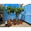 Sunnytree - Feigenbaum - Brown Turkey - Obstbaum - Süße essbare Feige - 160 cm - Winterhart bis -18 - Grün/Braun