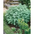 Artemisia Absinthium Wermut Ca. 9x9 cm Topf