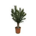 Everyplants Nerium Oleander Bonsai - 190 cm, ø45 cm