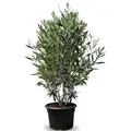Sunny Tree - Olivenbaum - Olea Europaea in Strauchform - Höhe ca. 140-160 cm inkl. Topf. - Winterhart bis -18 - Immergrün