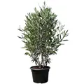 "Sunny Tree - Olivenbaum Olea Europaea in Strauchform - Busch - Immergrüner Olivenbaum - Winterhart -18 - Höhe 140-160 cm inkl. Topf.-  ware "