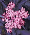 BALDUR Garten 1x Holunder Sambucus nigra 'Thundercloud' winterhart, Pflanze im 17 cm-Topf, schmetterlingsfreundlich, Holunderbeere, Fliederbeere, trockenresistent, mehrjährig, blühend