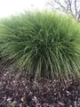12 x Miscanthus sinensis 'Gracillimus' - Chinaschilf im topf 9 x 9 cm