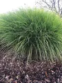 6 x Miscanthus sinensis 'Gracillimus' – Chinesisches Schilfgras im Topf (9x9 cm)