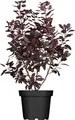 Cotinus coggygria 'Royal Purple', Perückenstrauch, purpurrot, 40–60 cm