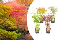 Bloomique - Mischung aus 4 Japanischen Ahornbäumen - Winterharte Pflanzen - Gart