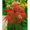 Astilbe Thunbergii Rote Straußenfeder Prachtspiere Ca. 9x9 cm Topf