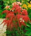 Astilbe thunbergii 'Rote Straußenfeder' 9x9 cm Topf – Winterhart, Mehrjährig, Pflegeleicht – Prachtspiere – Staude für Schattenbeet & Rabatte